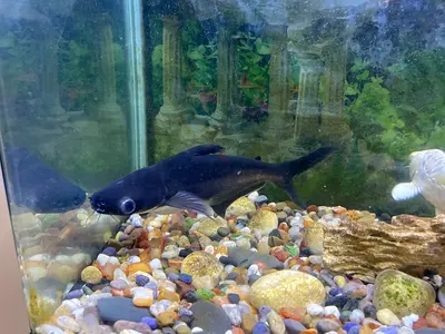 Black shark fish