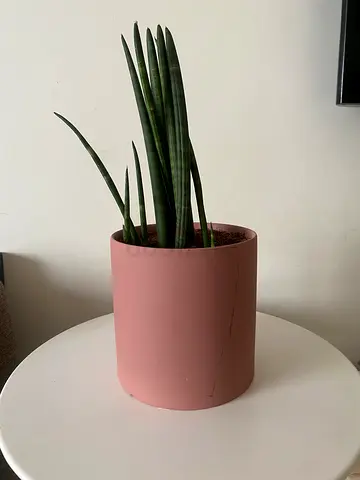 Sansevieria Cylindrica in pink pot - small indoor plant