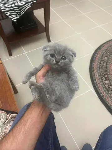 Scottish Fold Lilac