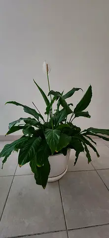 Peace lily plant
