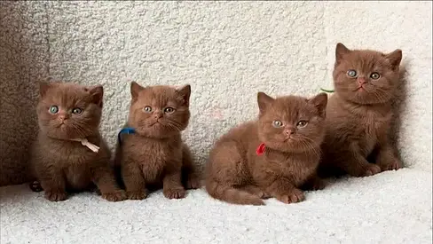 Chocolate British shorthair kittens