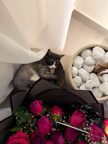 Cat for adoption
