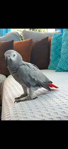 African Gray parrot