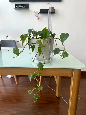 Heartleaf Philodendron (Philodendron hederaceum)