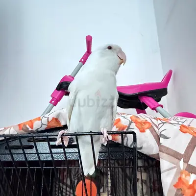 Albino African love bird tamed
