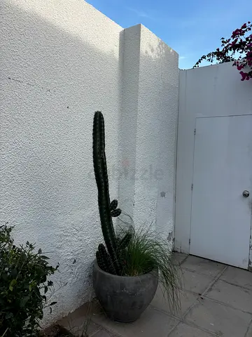 Tall potted cactus with 5 branches (outdoor) - healthy, ready to move