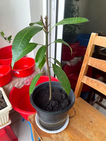 Mango sapling