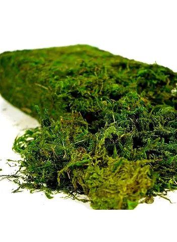 Natural Sheet Moss for Gardening  Home Decor - Fresh Green
