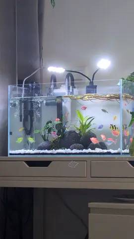 40L Glass Fish Aquarium with LED Lighting and Filter - Ready to Use