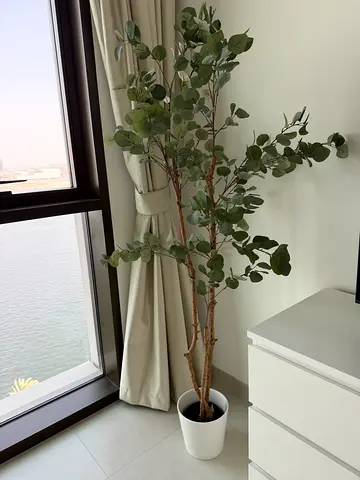 Artifcial Eucalyptus Tree in white planter