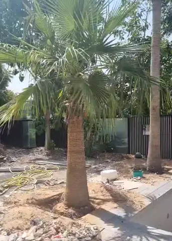 Medium Sized Palm Tree