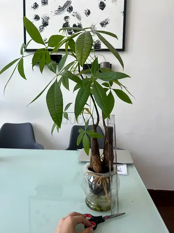 Money Tree (Pachira aquatica)