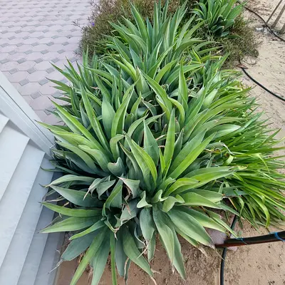 Architectural Agaves More than 100 specimens (Smooth/Family Friendly)