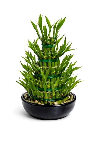 Dracaena sanderiana – 5 Layer Lucky Bamboo