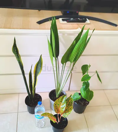 Indoor houseplant bundle - Sansevieria, Iron cast plant , Philodendron, Aglaonema (4 plants)