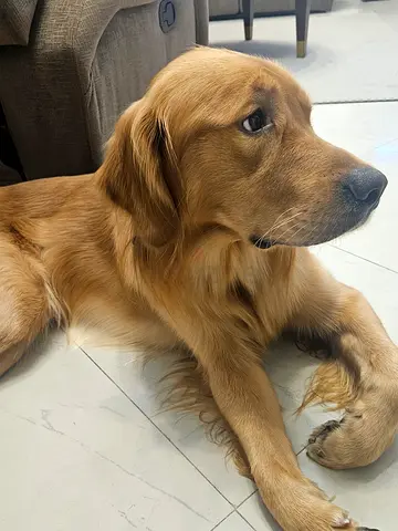 Golden Retriever dog
