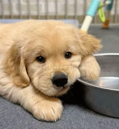 Gorgeous Golden Retriever Puppy, Playful  Affectionate