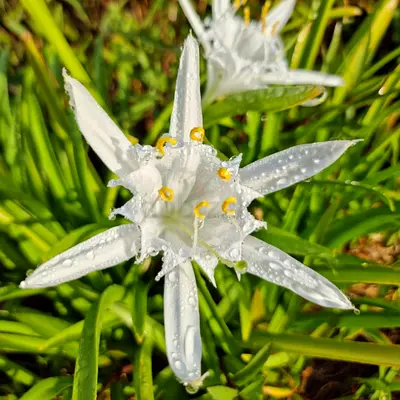 Bulk Lot: 50+ Fragrant Sea Lilies (Premium Spider Lily Alternative)
