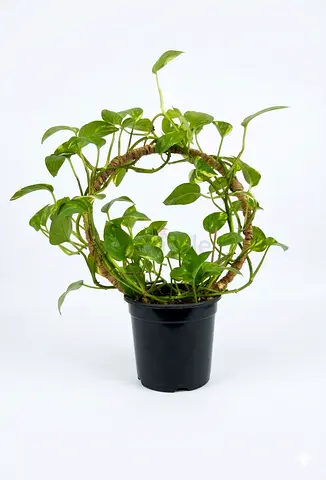 Potted Trailing Pothos (Devils Ivy) on Circular Moss Support - Ready to Grow