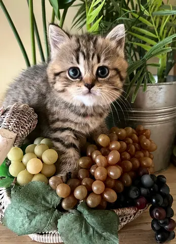 British Shorthair Female Kitten, 50 days old