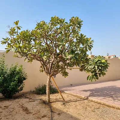 Mature Singapore Frangipani (Plumeria)