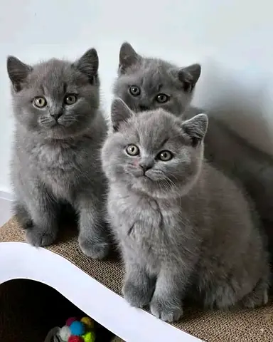 British shorthair gray kittens