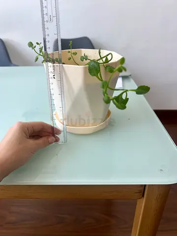 Trailing Jade / Round-leaf Pilea