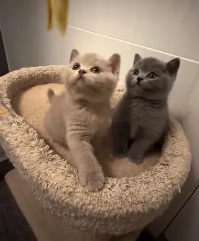 Male and female British shorthair kittens