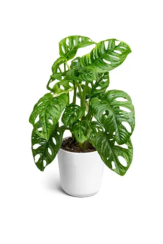 Monstera adansonii | Broken Heart Plant | Swiss Cheese Plant