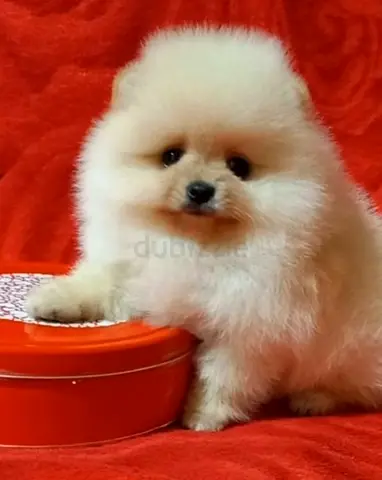 Pomeranian Puppy — White Cream, Friendly Companion