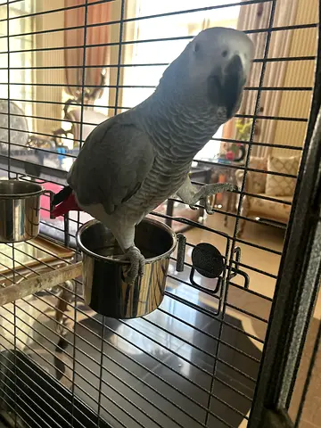 Pet kasko bird