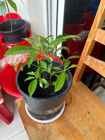 Chikku saplings (2 nos)