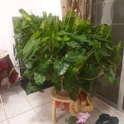 ELEPHANTA POTTED PLANT