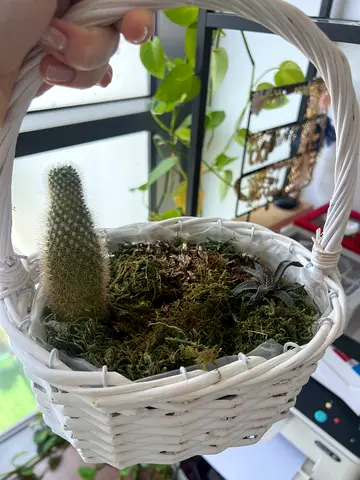 Cactus and succulent arrangement