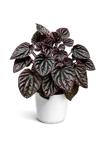 Peperomia caperata ‘Red Luna’ – Emerald Ripple Peperomia