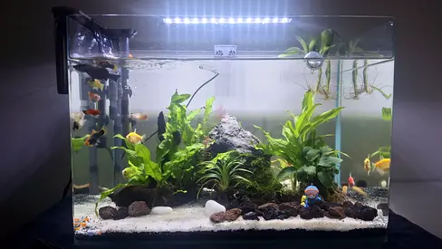 Completed 60cm Freshwater Planted Aquarium with Fish and LED Light NO fish 🐠