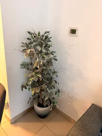 Tall variegated artificial ficus tree in pot - good condition