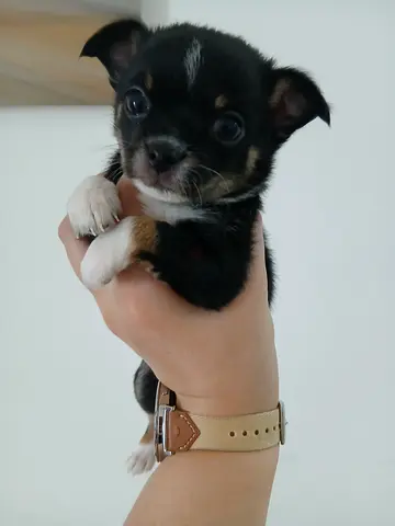 Teacup pure chihuahua short hair