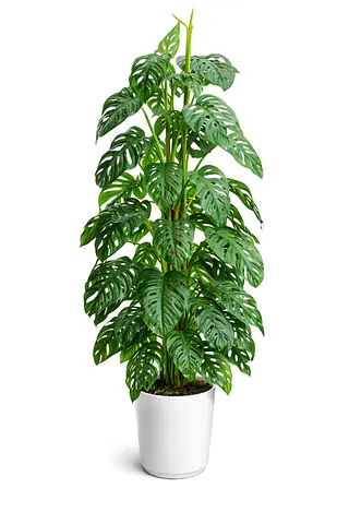 Monstera adansonii | Broken Heart Plant | Swiss Cheese Plant