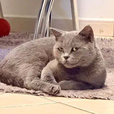 British short hair free