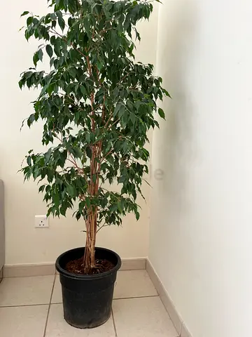 Healthy big ficus plant-2meter