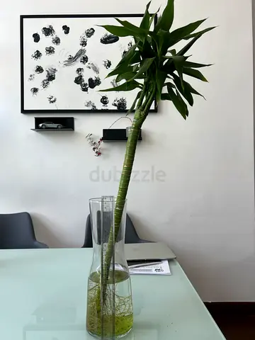 Lucky Bamboo (Dracaena sanderiana)