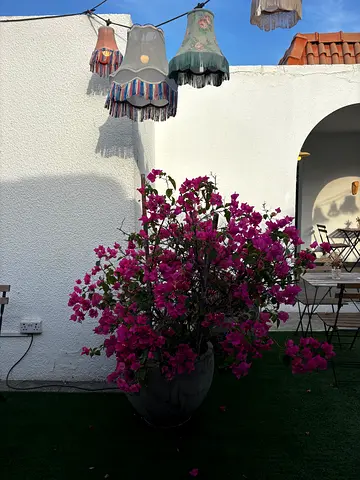 Large Bougainvillea in Decorative Outdoor Pot - Healthy, Mature Plant