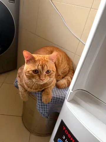 Cat for FREE adoption - urgent!