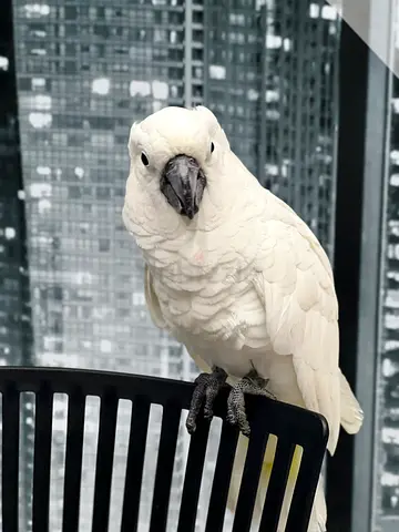 Supper jumbo Umbralla