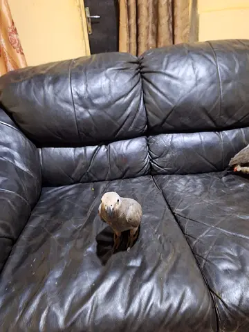 African grey well tamed good talking