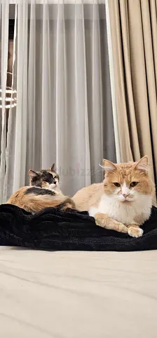 🚨 URGENT REHOMING/ADOPTION – 2  PERSIAN MIX CATS 🐾