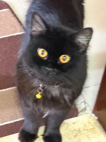 Friendly long-haired black cat available for adoption