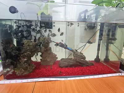 Fish tank for sale with accessories and fish