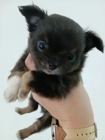 Teacup pure chihuahua longhair hair